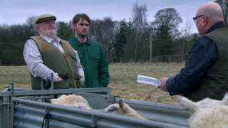 Farmer Bernie and Tom King watch Paddy Kirk tend to some sheep.