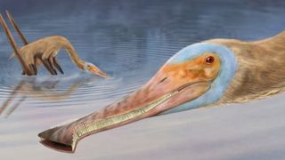 Here we see an illustration of two pterosaurs. One is up close and has a lot of tiny teeth and the other is in the water in the background.