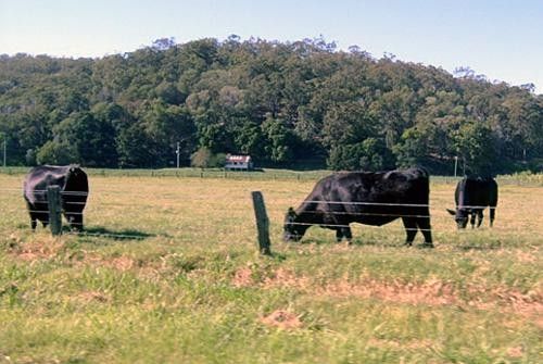 An Australian cycling event: bovine spectators