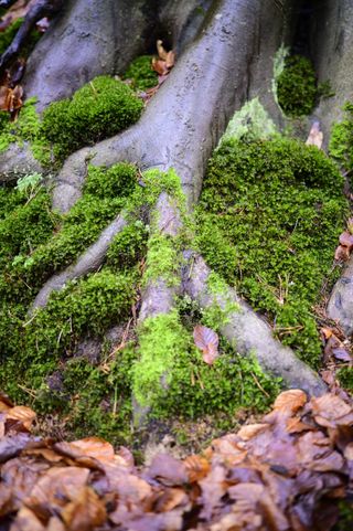 Viltrox AF 35mm F1.2 LAB lens sample gallery: moss at the base of a tree
