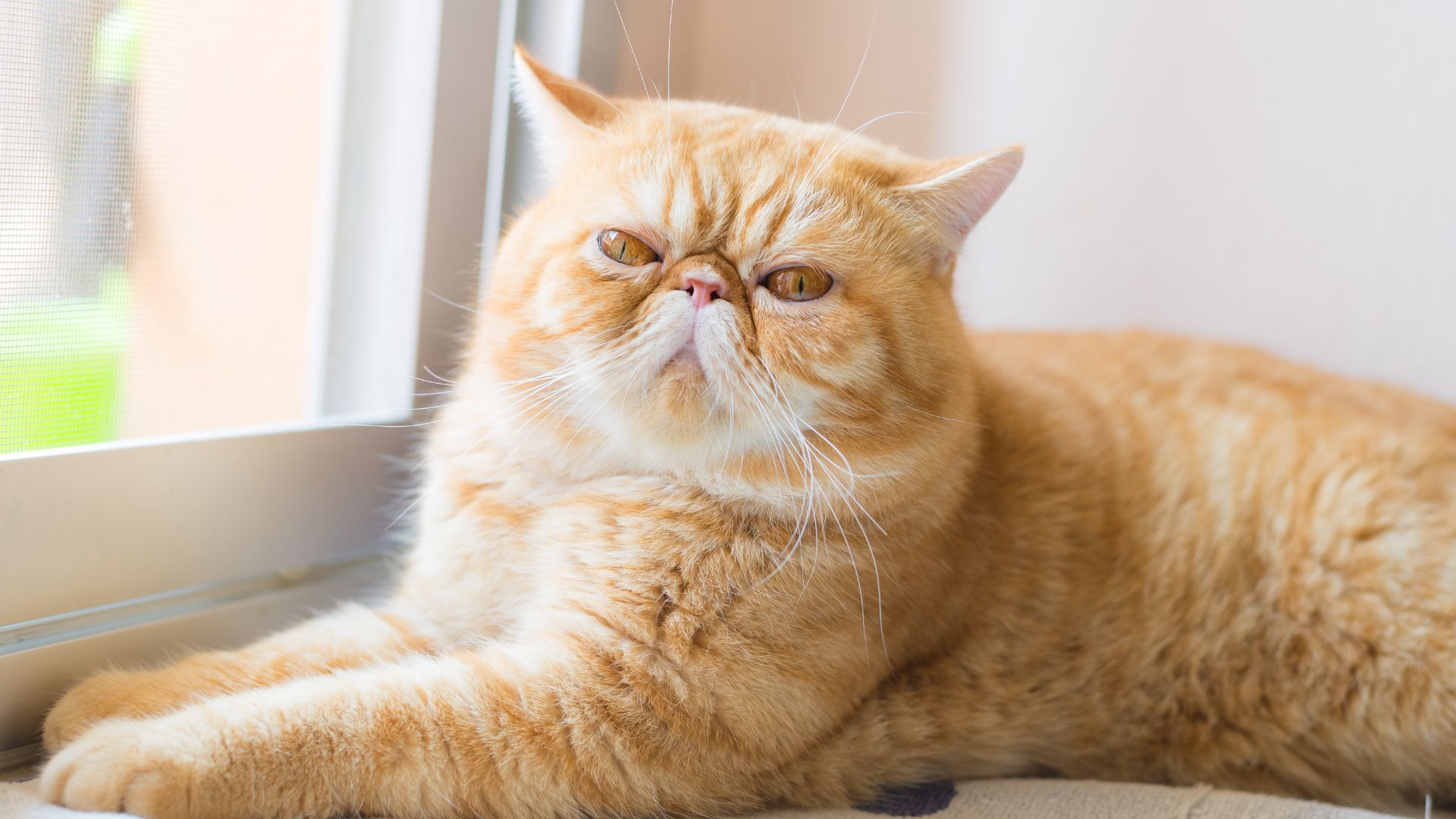 ginger cat with a square, flat face