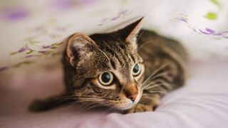 Tabby cat hiding under bed