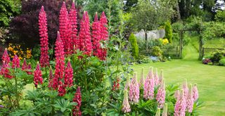 english country garden with pink lupins in the foreground