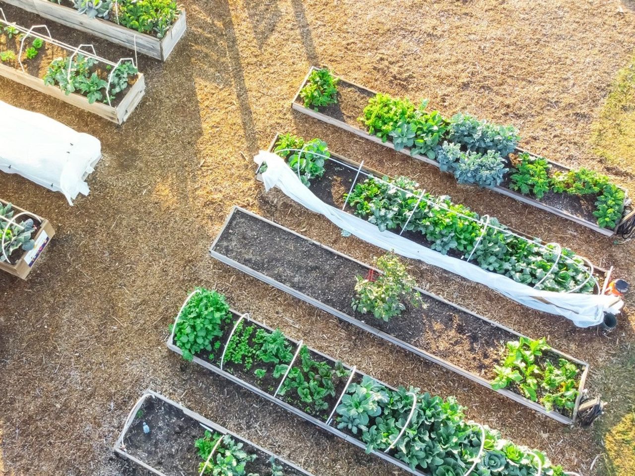 An overhead view of garden plots