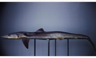 Shark (deeper blue), by Richard Learoyd