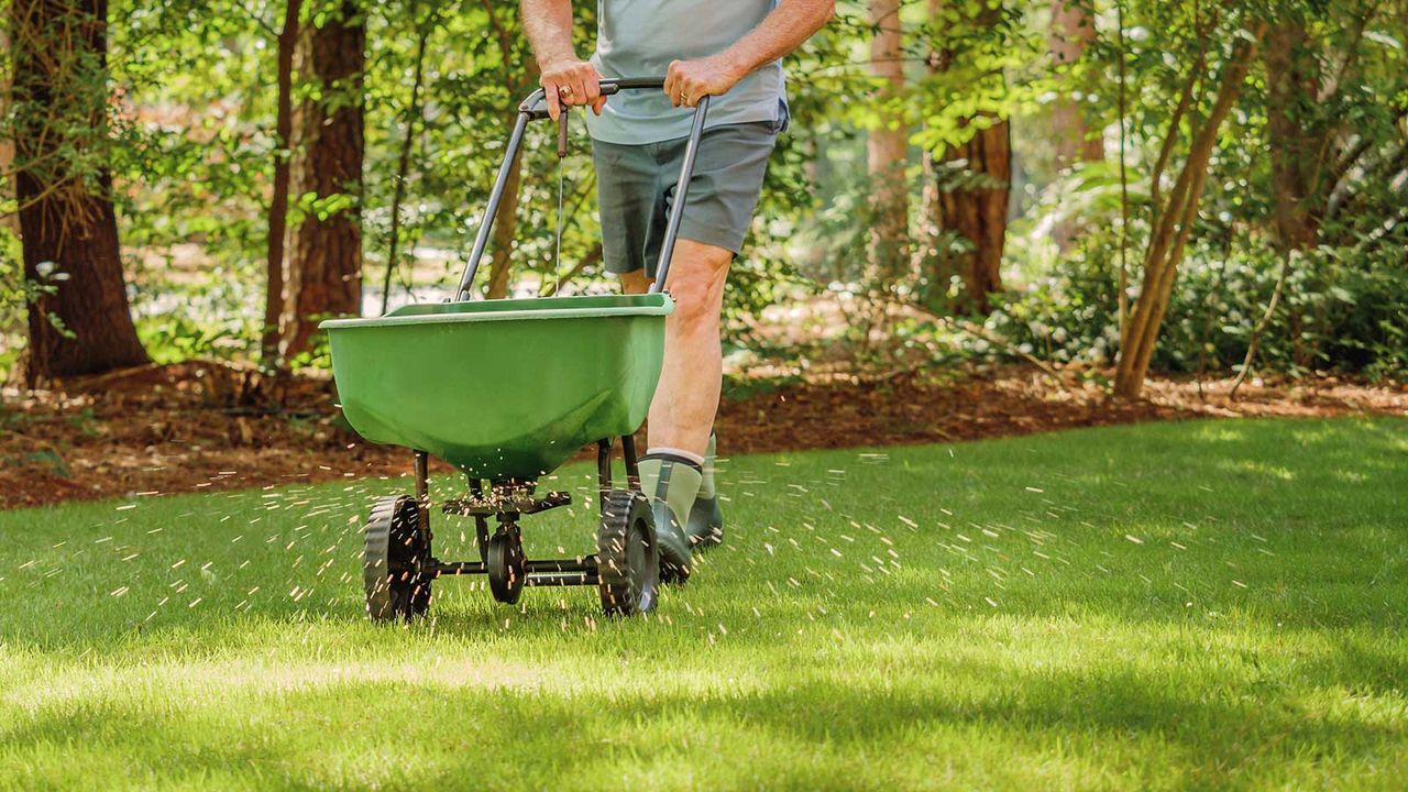 fertilizing a lawn