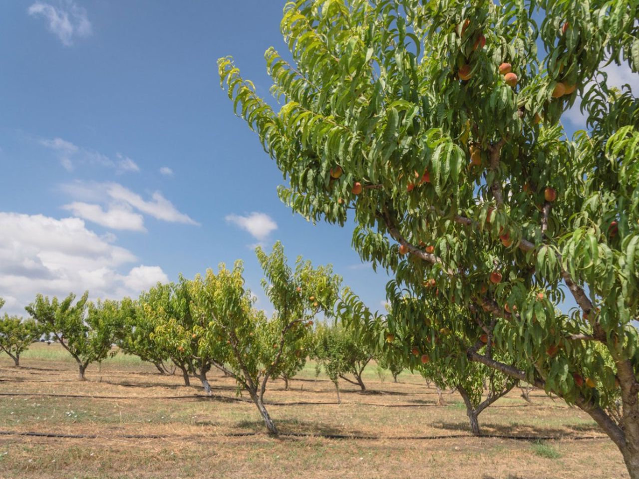 Orchard Of Fruit Trees