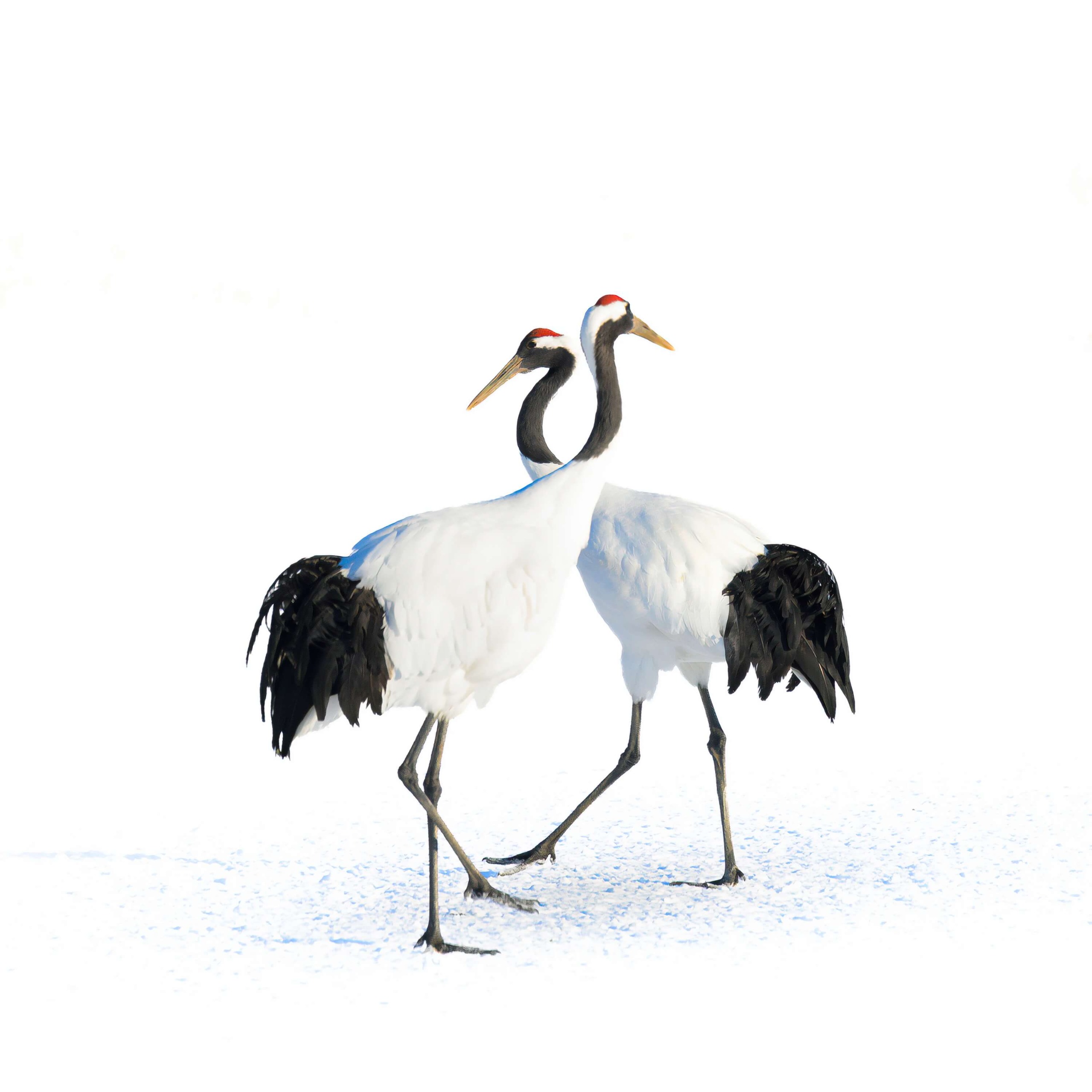 Red-crowned crane.