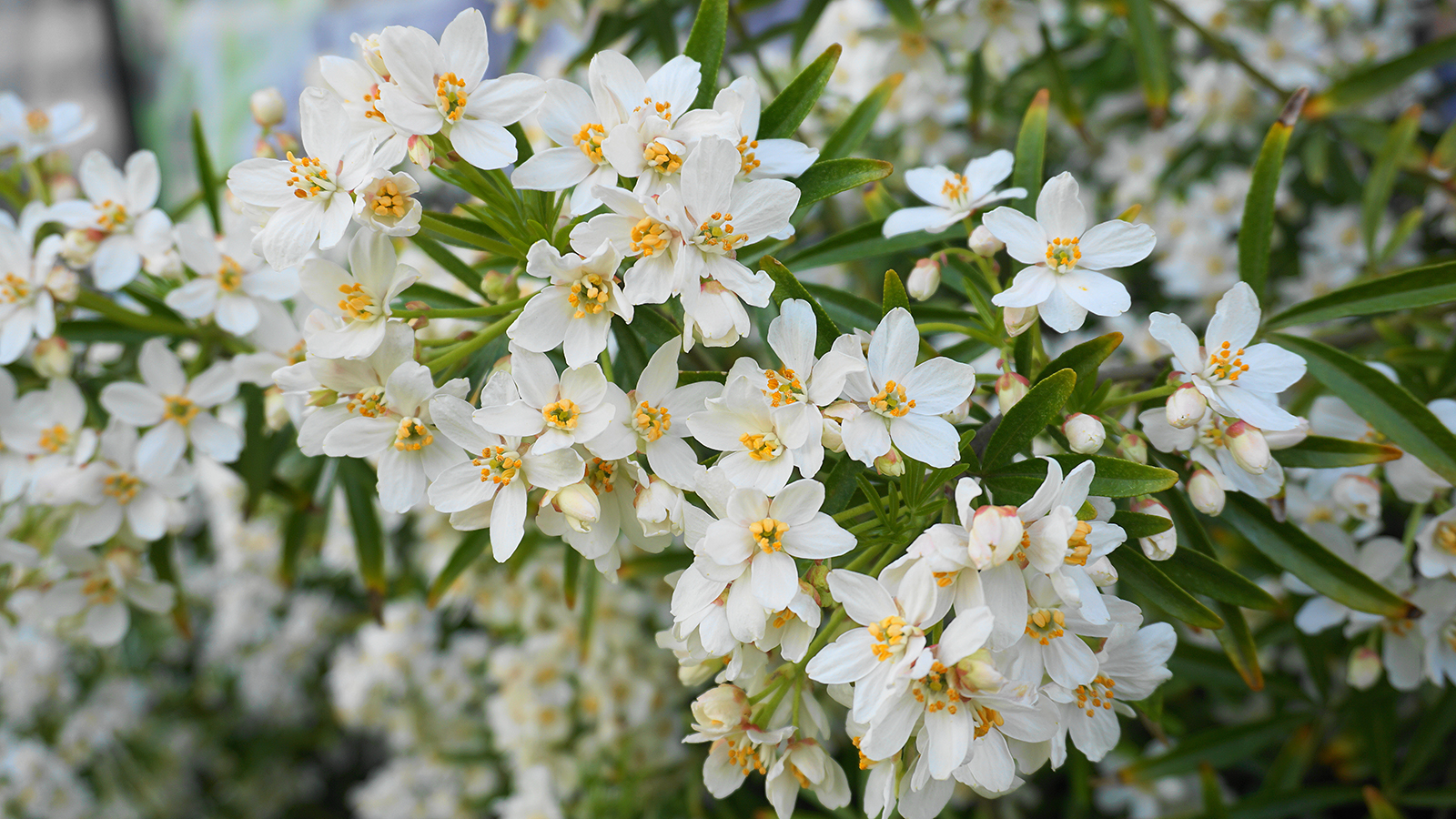 Choisya shrub