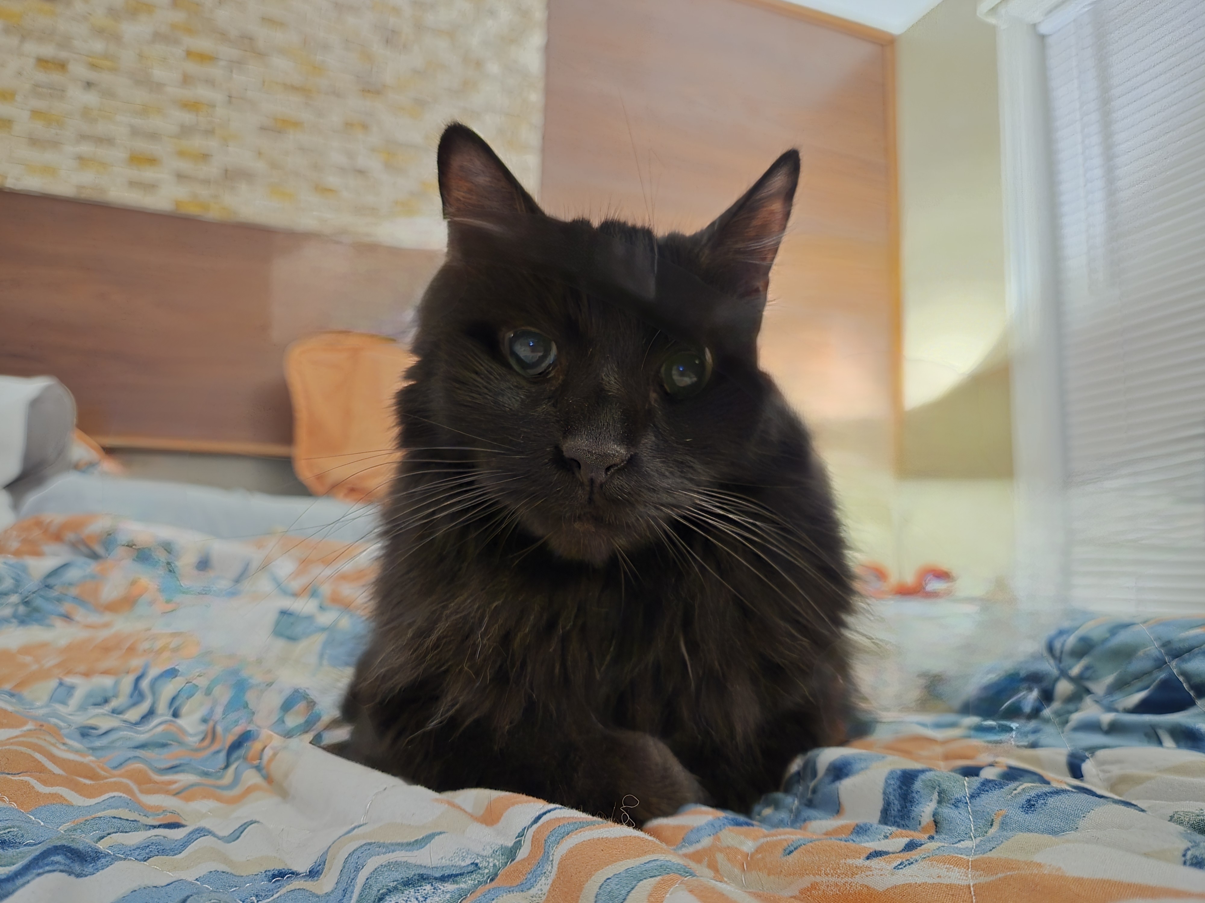 cat on the bed.