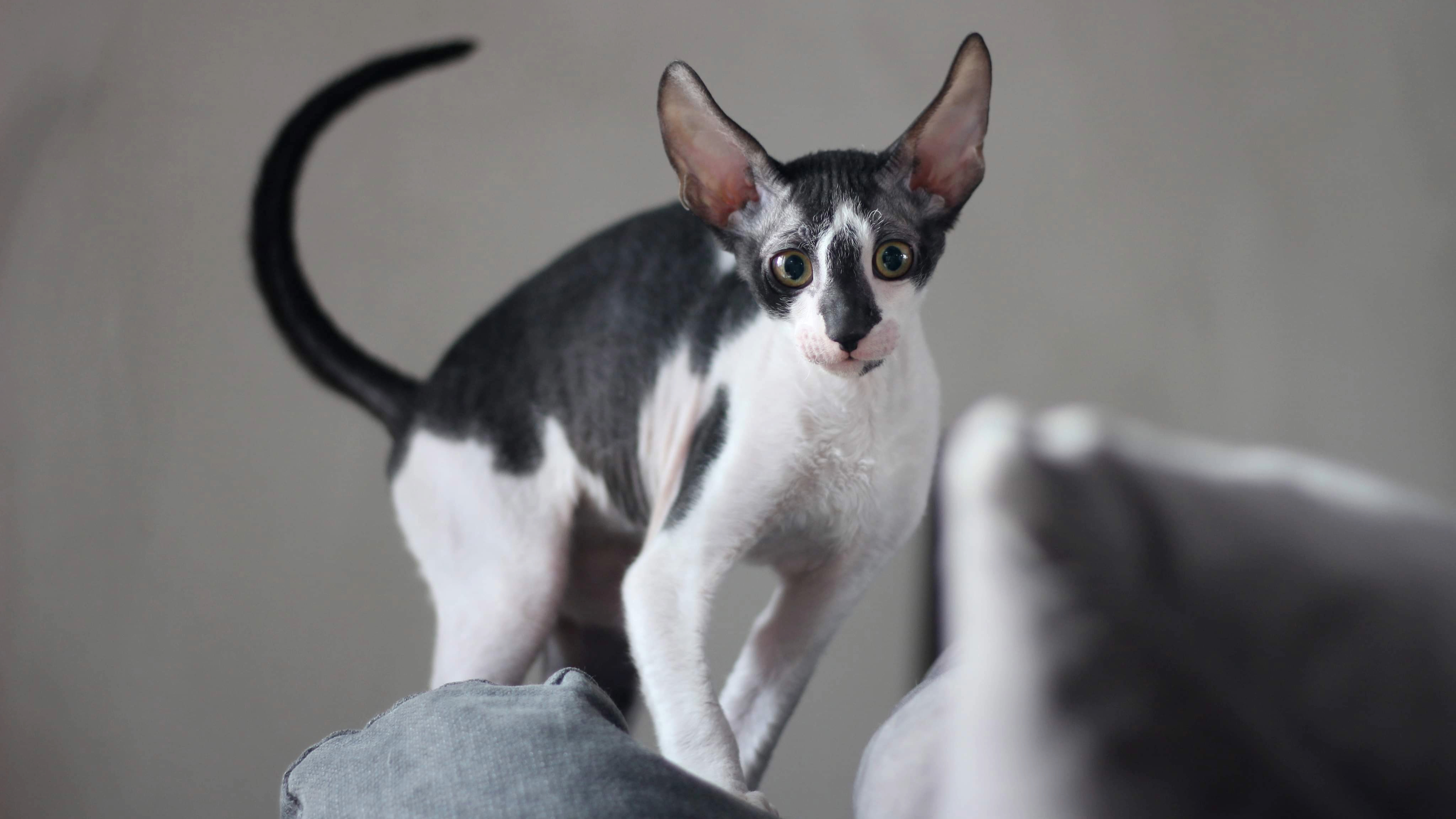 Cornish Rex