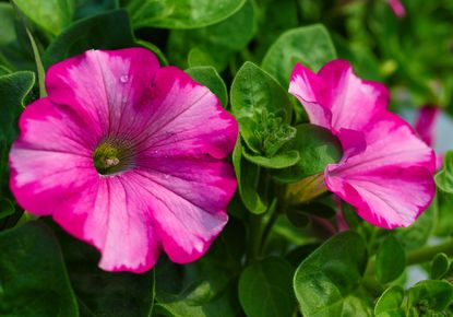 how to grow petunias