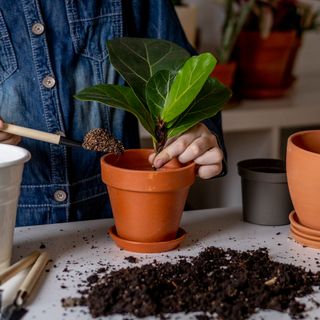 hand adds compost to terracotta pot while also holding a fiddle leaf fig cutting