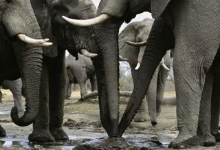 Elephants and ivory