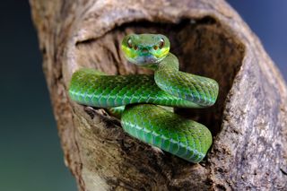 A green snake coiling out of a tree stares down the lens