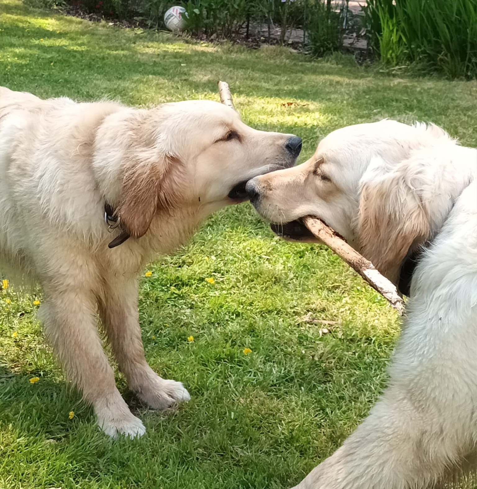 Lowen and Indy playing with a stick