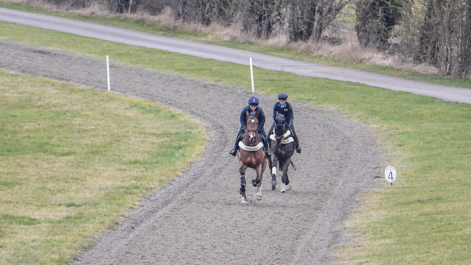 Two horses gallop upsides
