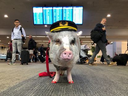 LiLou the therapy pig.