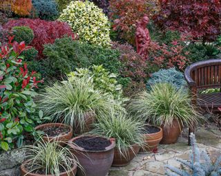 Pots of grasses next to autumnal colours of mixed acers, conifers, photinias, topiary and azaleas