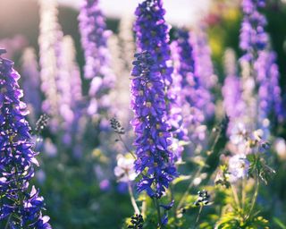 Purple delphiniums growing in a yard