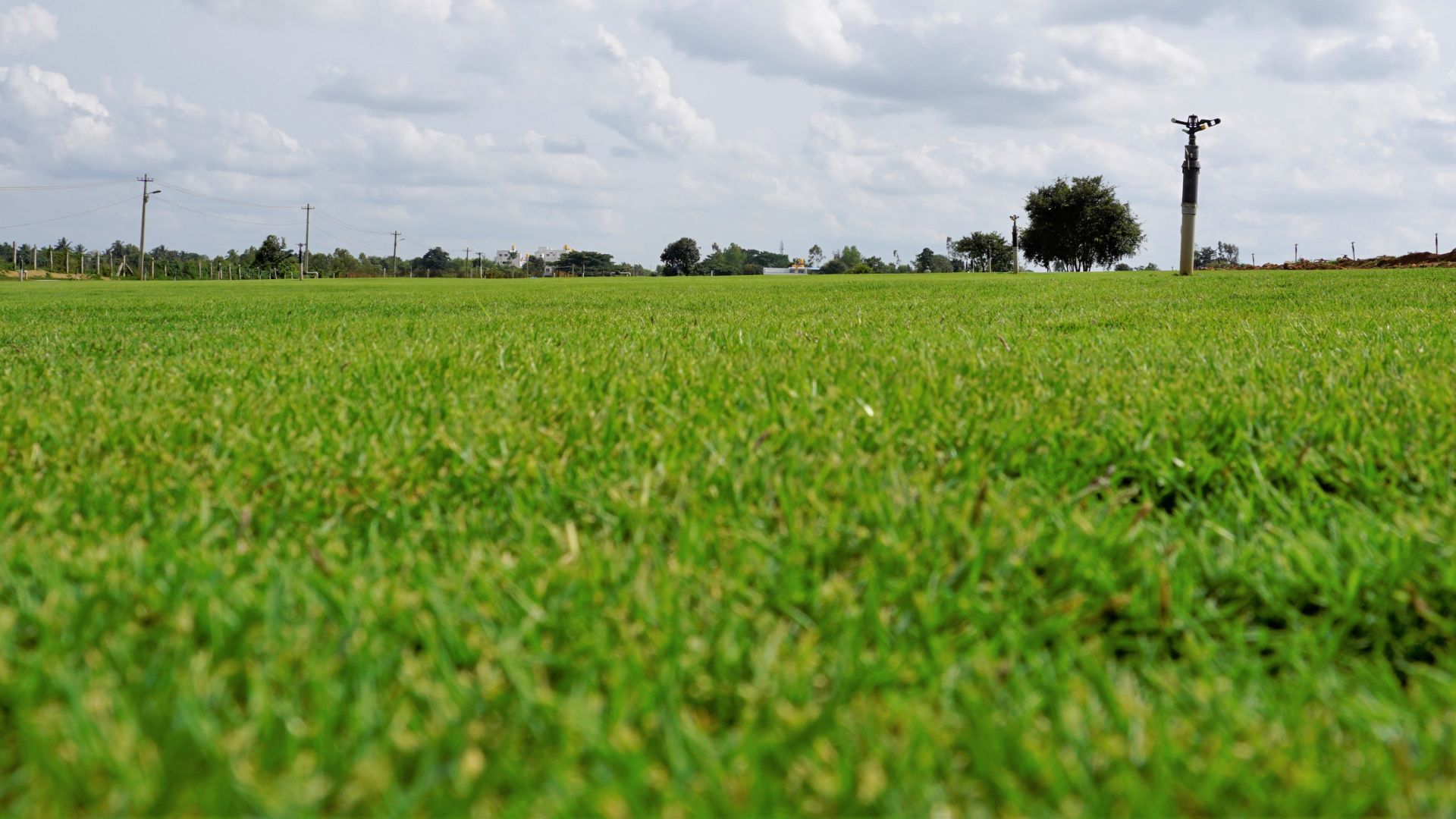close up of a lawn of green Bermuda grass