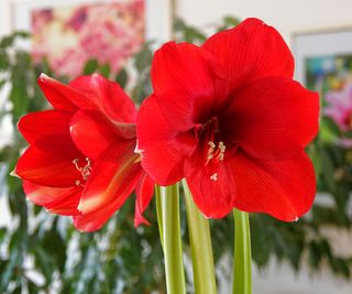 Ferrari amaryllis showing red flowers