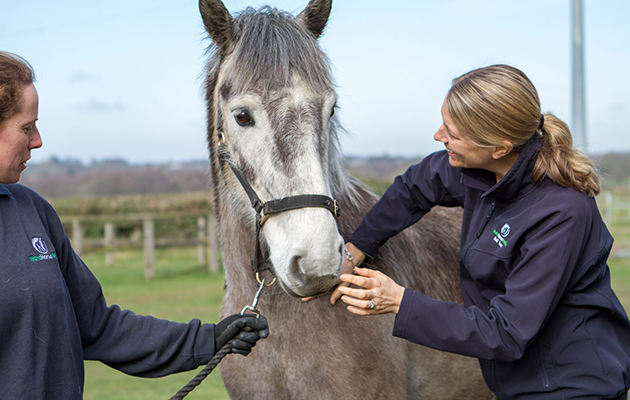 World-Horse-Welfare-staff-at-Hall-Farm-in-Norfolk.jpg