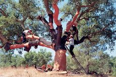Debating Diam, cork tree