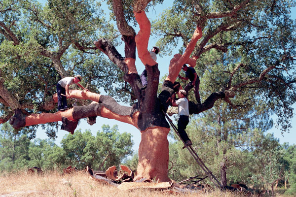 Debating Diam, cork tree