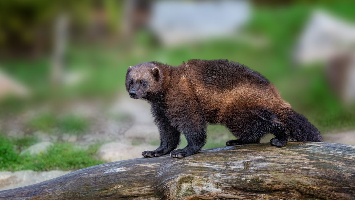 Wolverine Gulo looking away while sitting on tree trunk