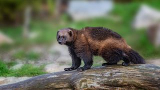 Wolverine Gulo looking away while sitting on tree trunk