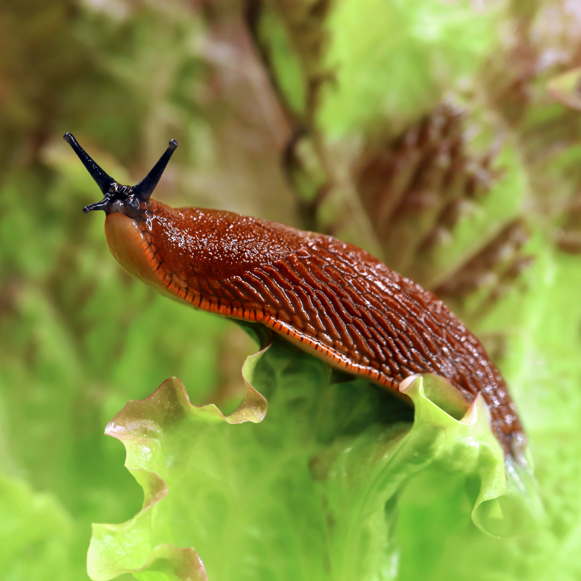 brown slug on a lettuce leaf in a garden