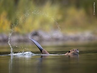 A beaver playing in the water in Wyoming USA