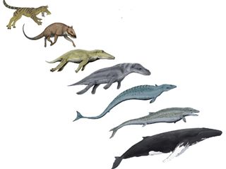 A diagram showing the evolution from Sinonyx to the modern humpback whale