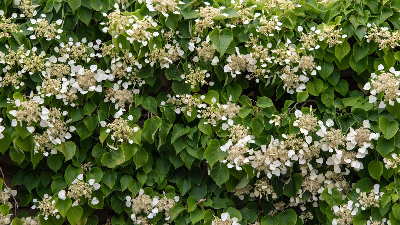 Climbing hydrangea in a garden, full of white blooms