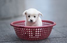 A puppy sits in a plastic strainer, waiting to be sold by its owner, in front of a subway station in downtown Shanghai on October 28, 2015. The owner sold four puppies each selling for 100 yu