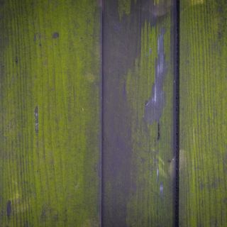 Wooden fence with green algae