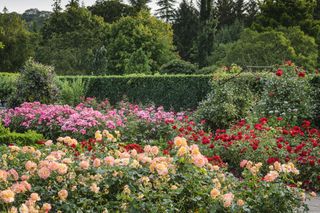 Rose garden ideas - Rose garden at RHS Rosemoor
