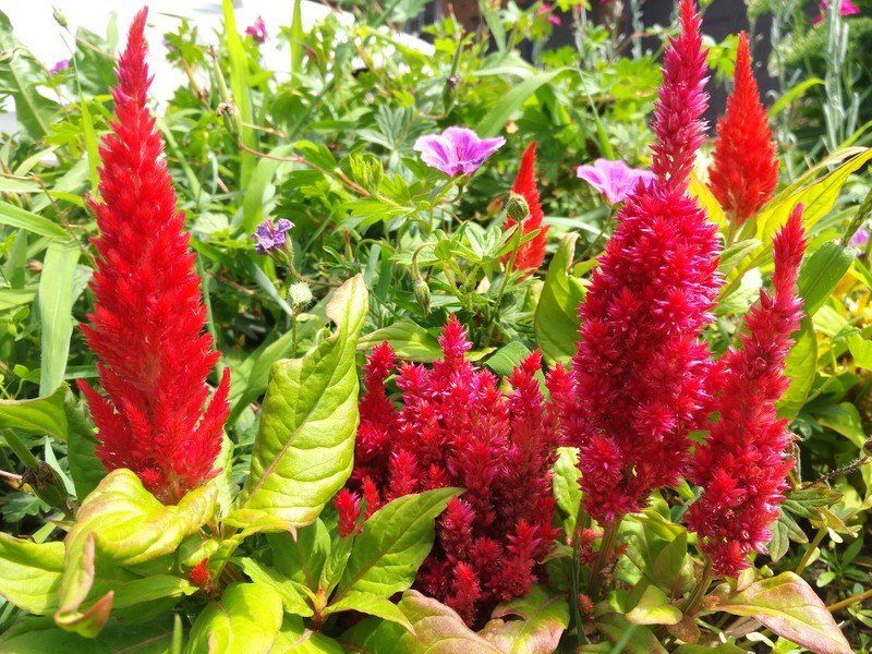 BlackBerry DTEK50 Camera sample