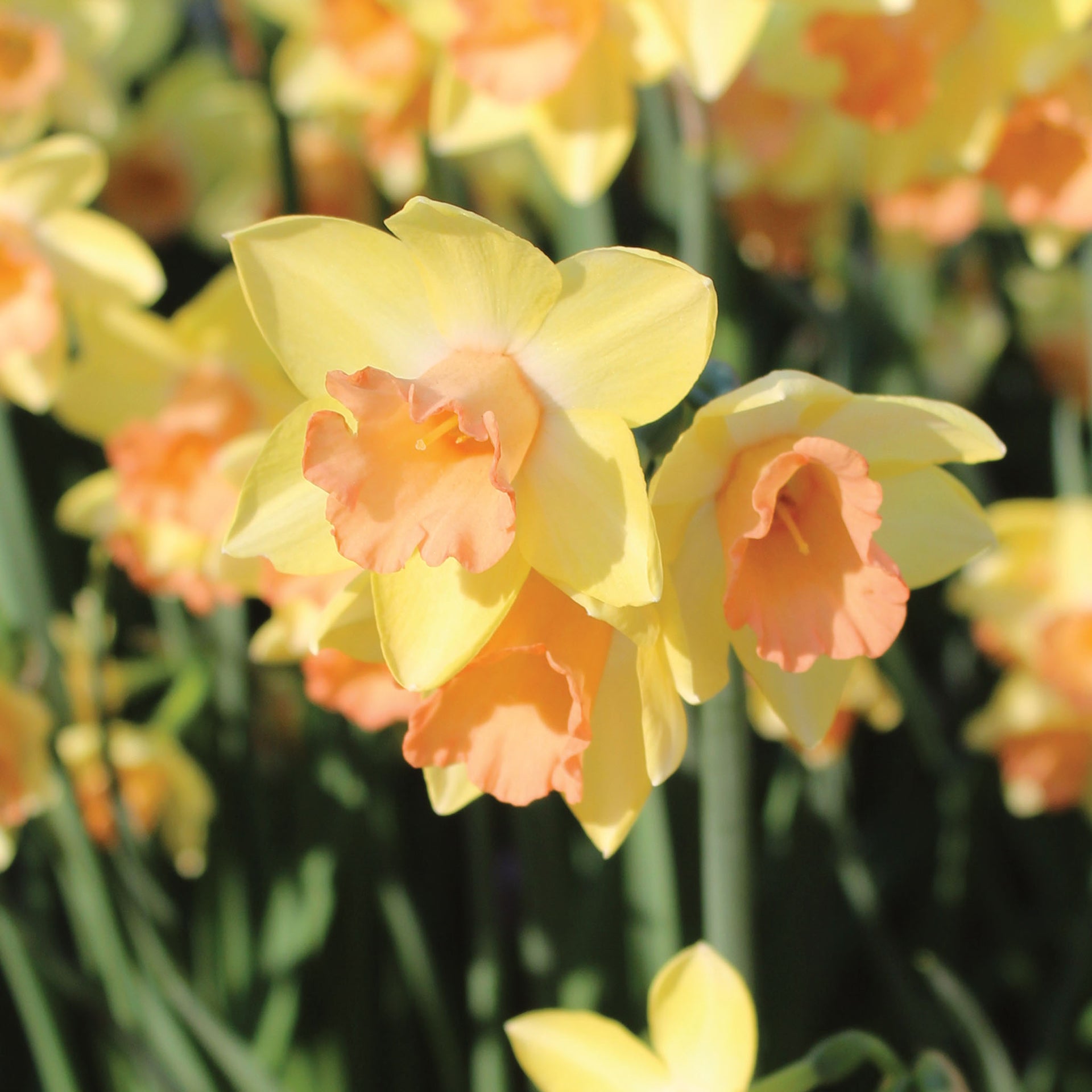 Blushing Lady Daffodil Bulbs - 10 Bulbs