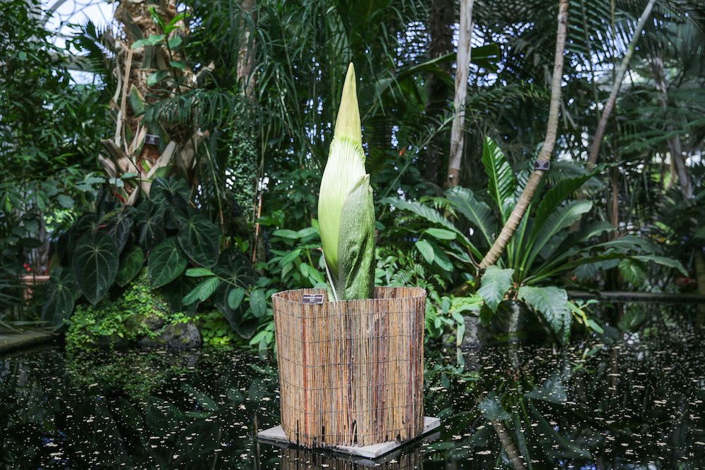 corpse flower