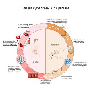 Vector diagram of The life cycle of MALARIA parasite_ttsz via Getty Images