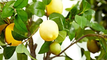 lemons growing on a tree