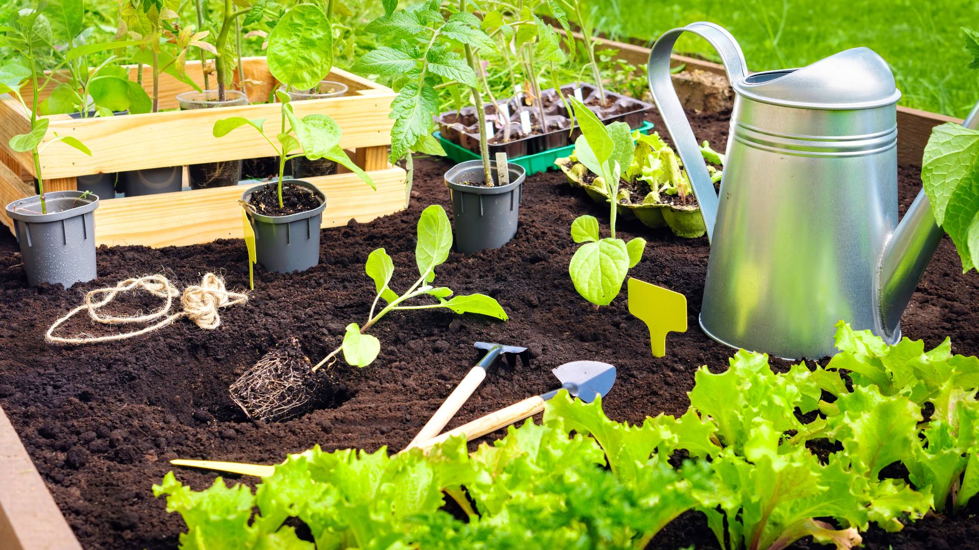 Planting vegetable seedlings