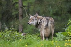 Is rewilding just throwing Nature to the wolves? Photo by: Sven-Erik Arndt/Arterra/Universal Images Group via Getty Images.