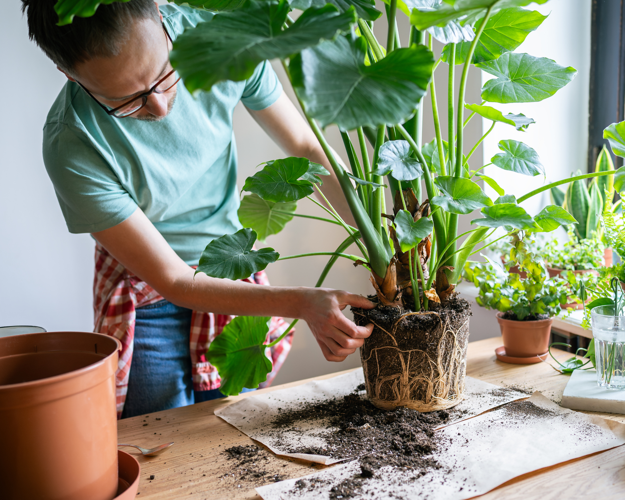 Man taking elephant ear out of pot