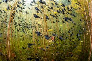 A photo taken below hundreds of swimming tadpoles.