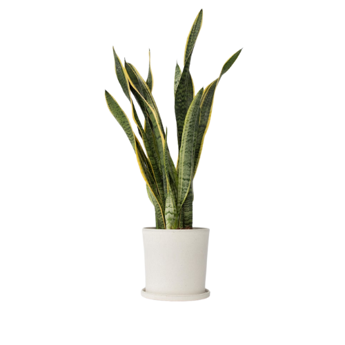Snake Plant Sansevieria Laurentii
