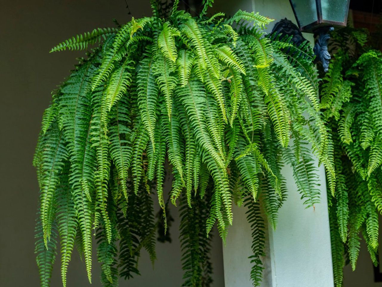 Fern Plant In A Hanging Basket