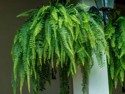 Fern Plant In A Hanging Basket